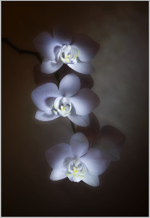 Phalaenopsis/Orchidee